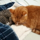 Tiger the Cat