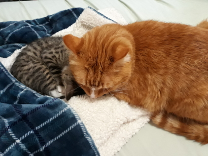 Tiger the Cat