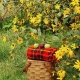 Fall Picnic