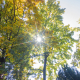 Sun through tree