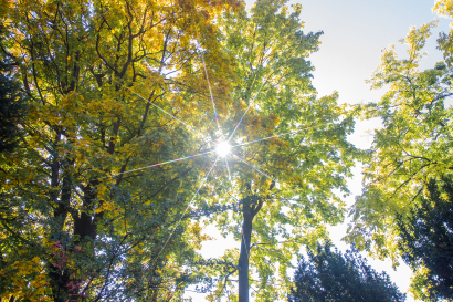 Sun through tree