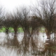 Trees reflections