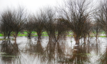 Trees reflections