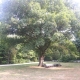 The Park