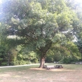 the-park