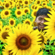 Bloomimg buds