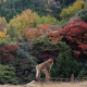 Momiji