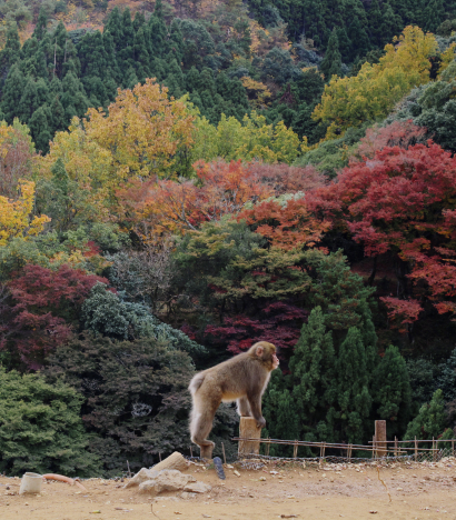 Momiji