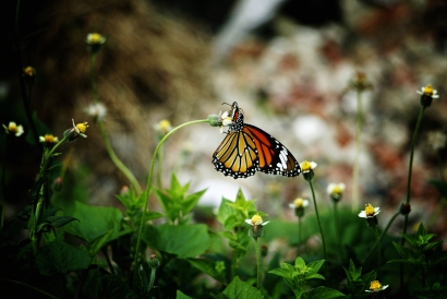 Beauty of butterfly