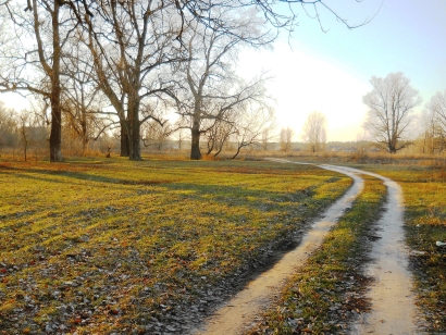 Autumn meadow
