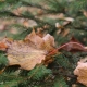 Autumn fir tree