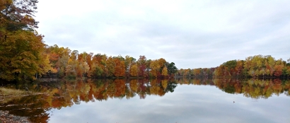 Foliage reflection