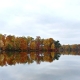 Foliage reflection