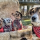 Country Crew 
