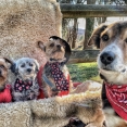 country-crew
