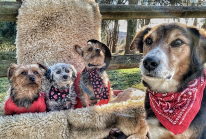 Country Crew