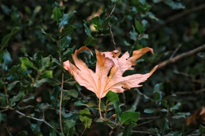 Fallen leaf