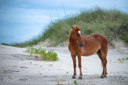 Wild Colonial Spanish Mustangs...