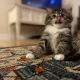 Best kitten 