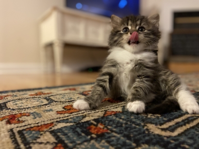 Best kitten