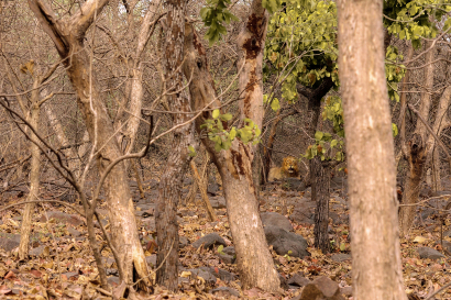 HABITAT