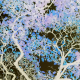 Hippocampal Fall