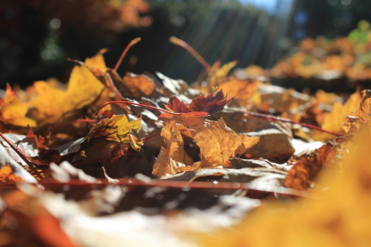 Fall Photos
