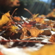 Fall Photos 