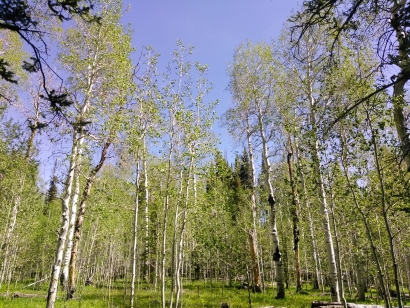 Trees