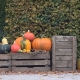 Autumn gifts.