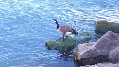 The Duck