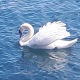 White Swan
