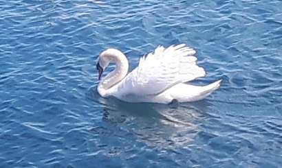 White Swan