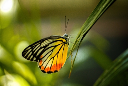 Beauty of butterfly