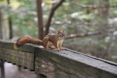 Squirrel