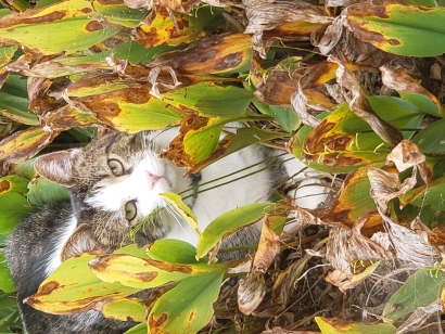 Jungle cat