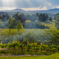 vineyard-storm