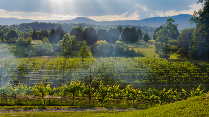Vineyard Storm