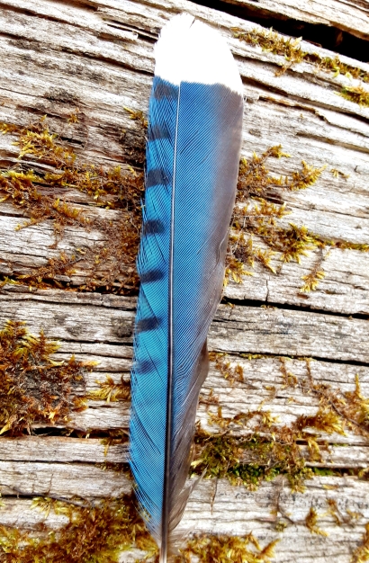 Gift from a bluejay