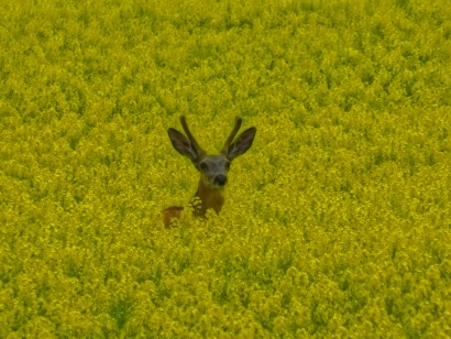 Deer peeking threw the Canola...