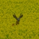 Deer peeking threw the Canola field