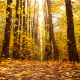 "In the autumn forest..."