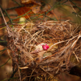 highlight-of-the-nest