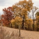 Fall Colors