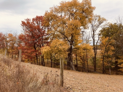 Fall Colors