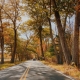 Autumn Avenue