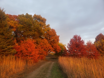 Fall walk