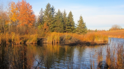 Beavers ready for winter