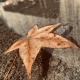 2020fallcontest