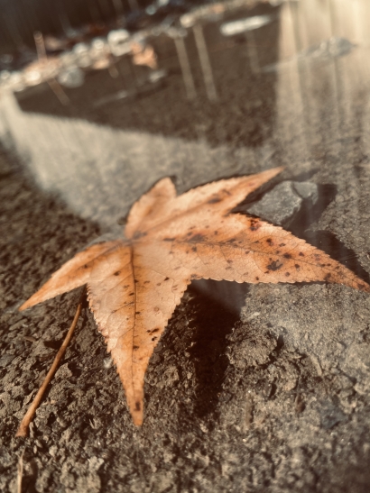 2020fallcontest